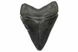 Serrated, Fossil Megalodon Tooth - South Carolina #362489-1